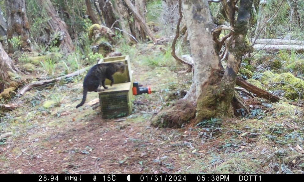 Feral cat caught on a trail camera, Rakiura. Credit DOC