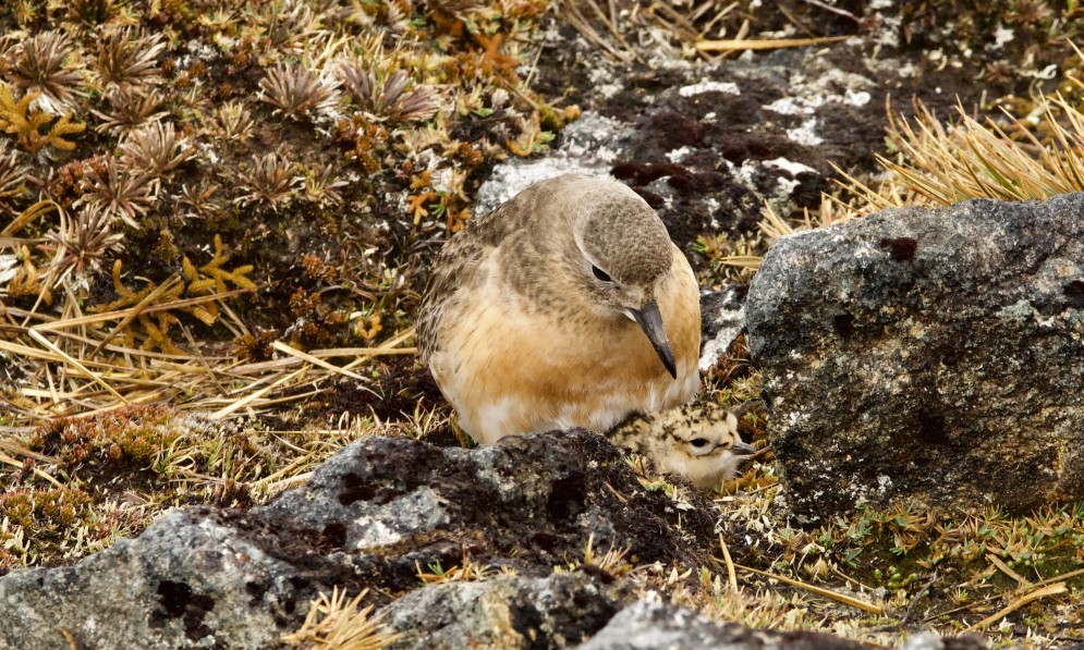 Pukunui and chick, Mount Rakeahua. Credit Craig Stonyer
