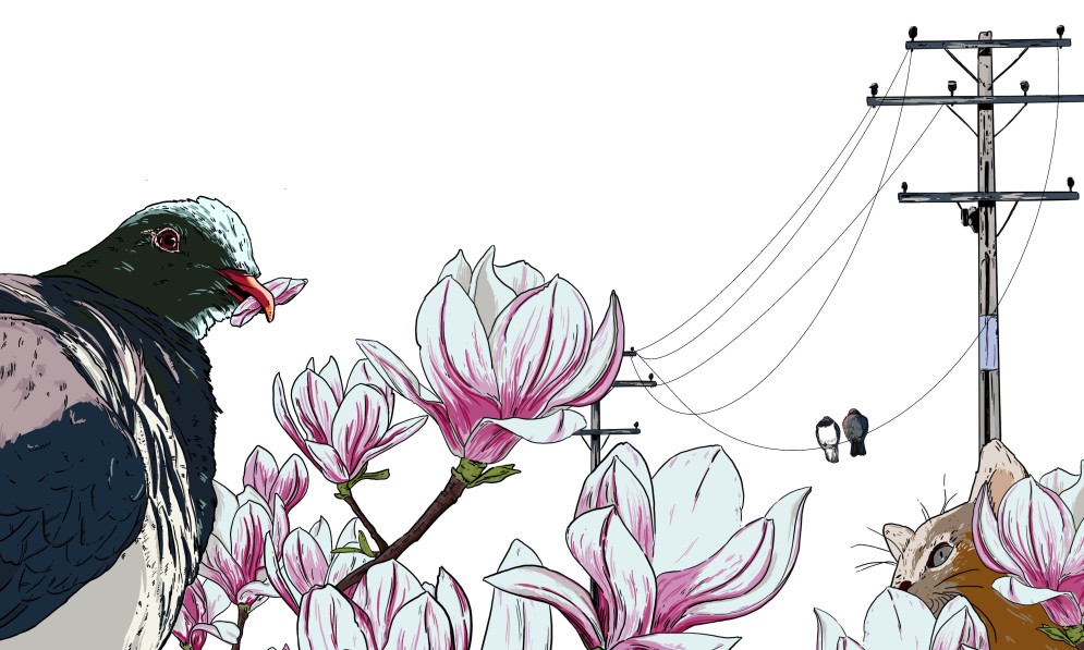 Feather Brains. Illustration by Kelly Brody