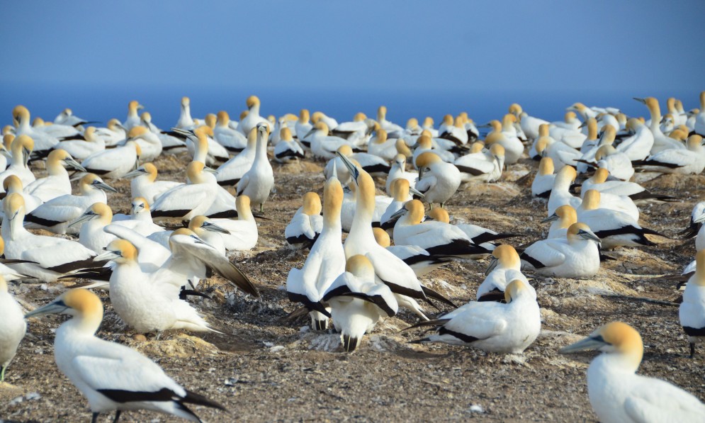 Tākapu Australasian gannets. courtesy DOC