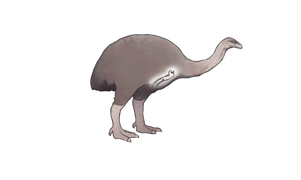 Drawing of a Little Bush Moa