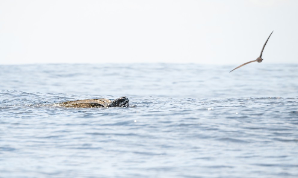 Leatherback Turtle off Poor Knights Islands. Image Scott Brooks/thepetrelstation.nz