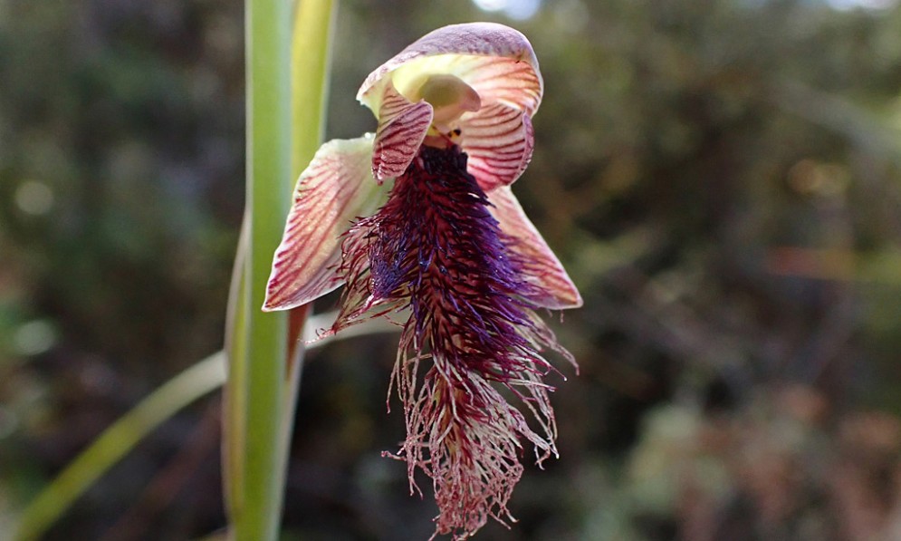 Calochilus robertsonii