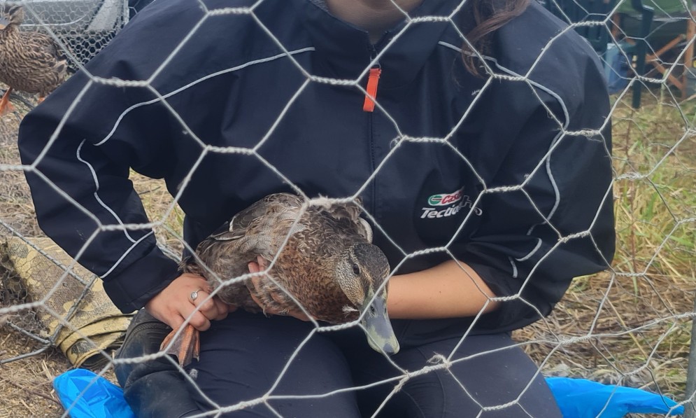 Myrene Otis banding ducks at Parakai 2023