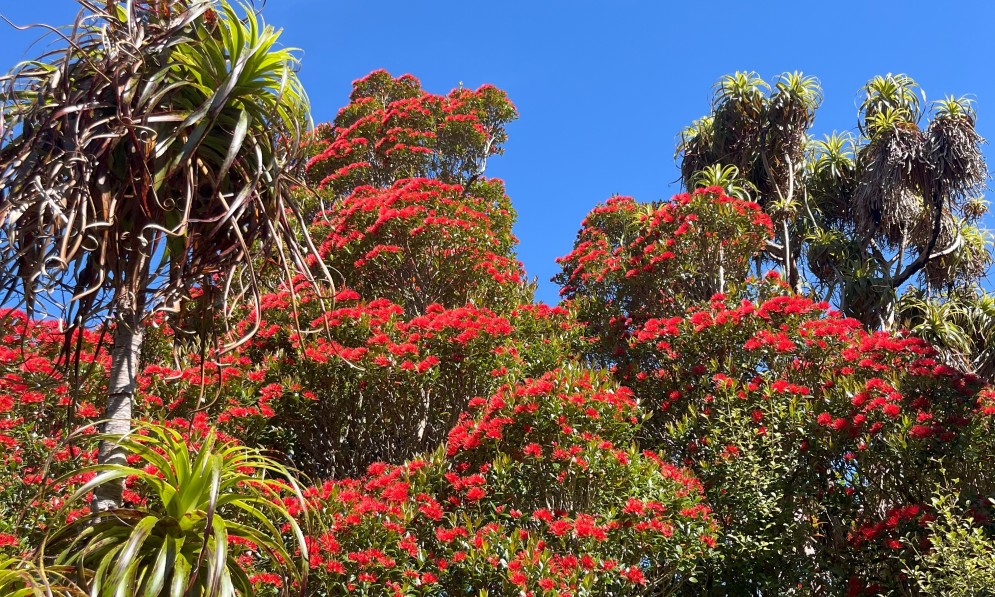 Rātā on Paparoa Track. Image: Janae Fitzgerald
