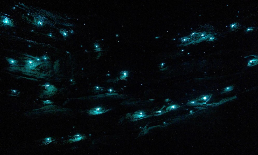 Glowworms in the caverns of Blue Mountains, Australia