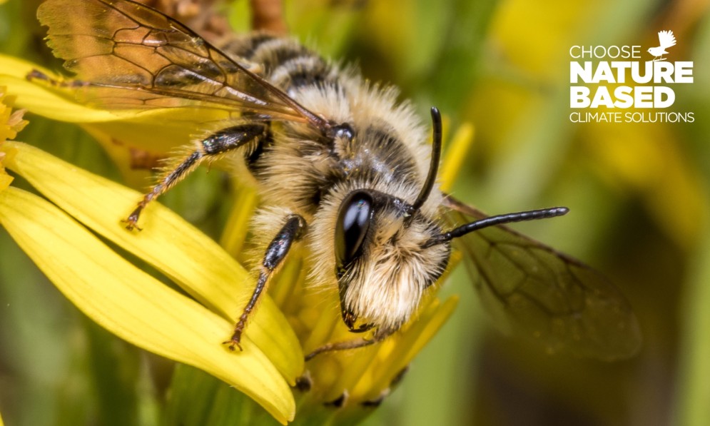 Native bee (Leioproctus  maritimus). Image Danilo Hegg
