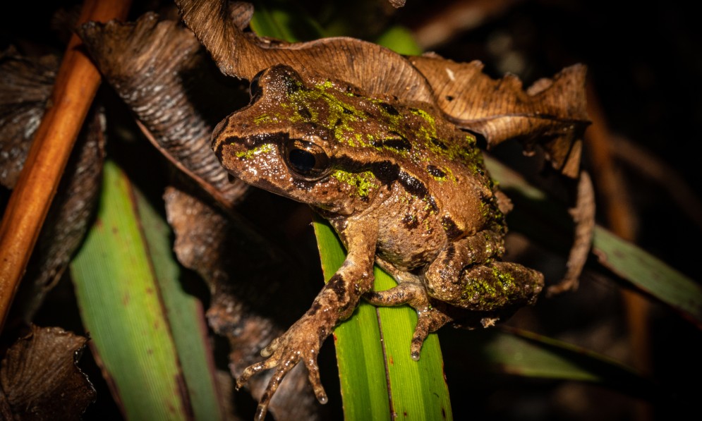 Archey's Frog sitting on a leaf