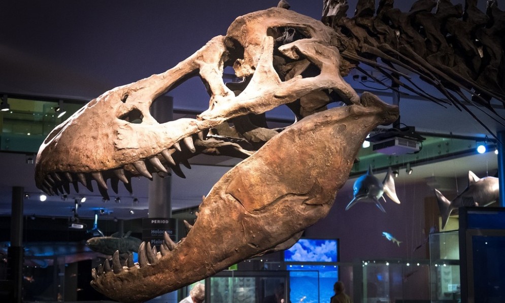 Dinosaur skull in a museum