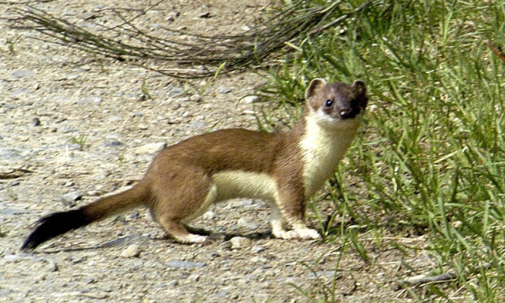 A stoat looking at the camera