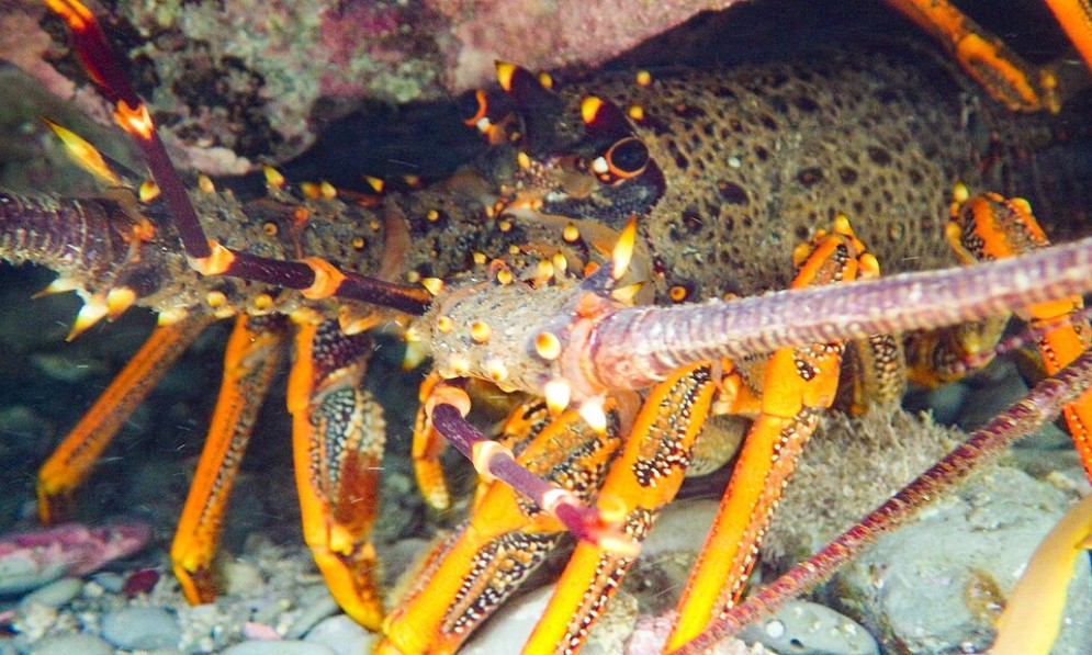 Southern rock lobster. Image M Rutherford, CC by 4.0 via Wikimedia Commons
