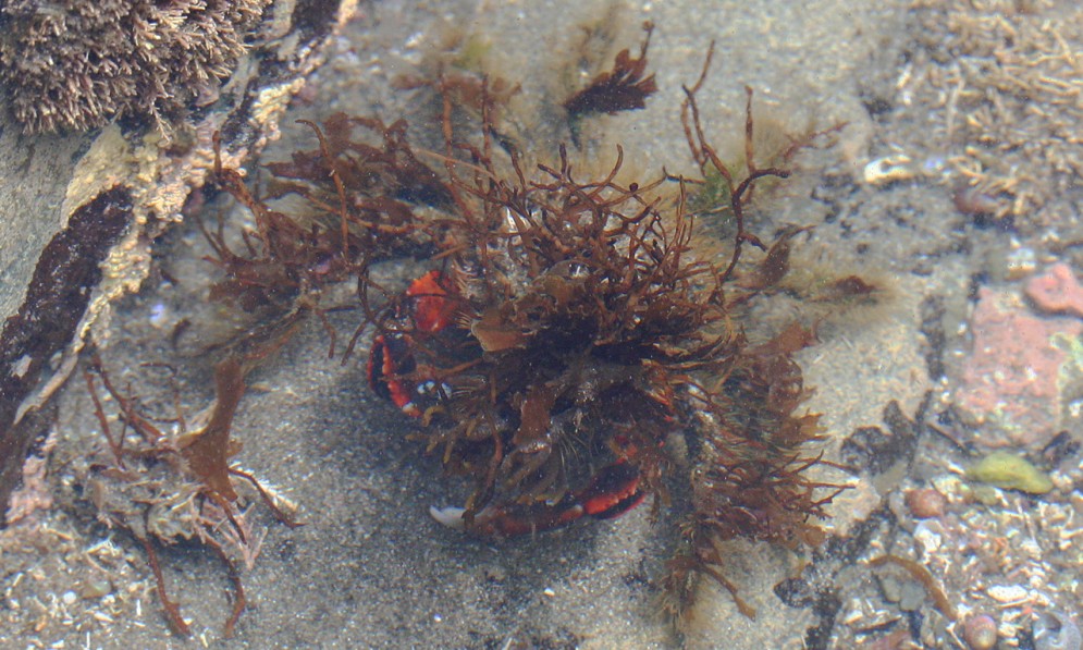 Hairy seaweed crab scuttling on the seabed