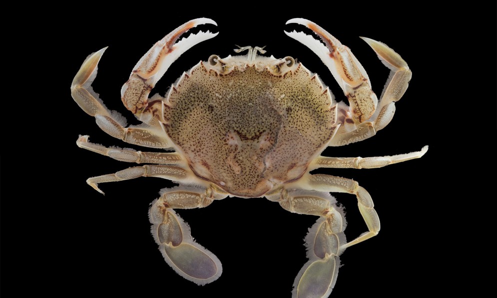 papaka paddle crab in full focus