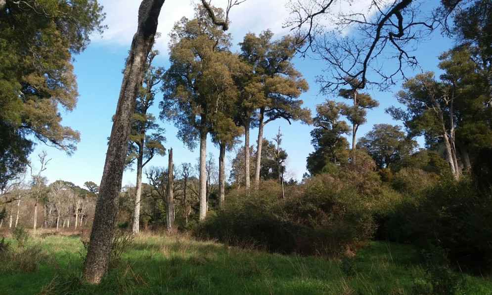 Ronga Reserve