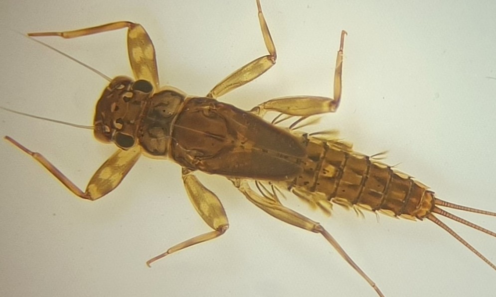 Z. dentata nymph