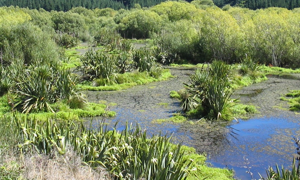 Picture of Para Wetland