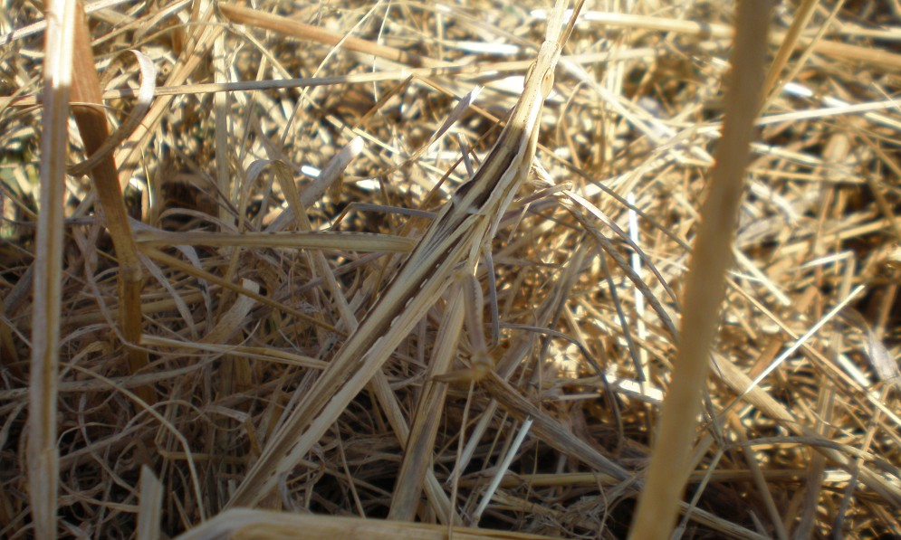 Brown smooth stick bug camouflaged in straw
