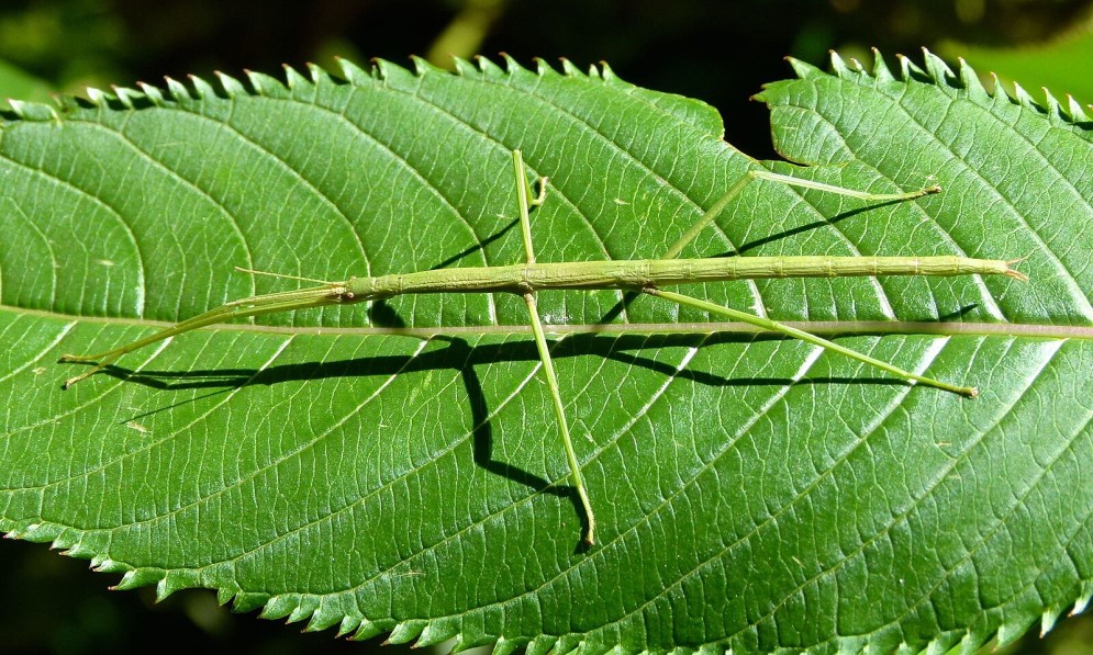 Green smooth stick bug camouflaged on a leaf