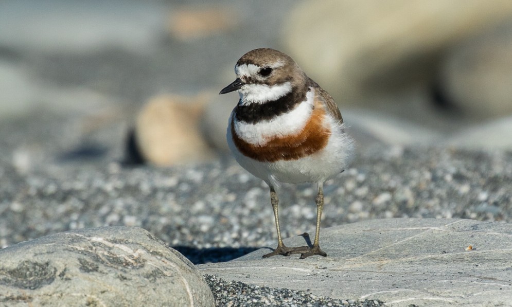 A banded dotterel standing on a gravel beach. Credit Francesco Veronesi