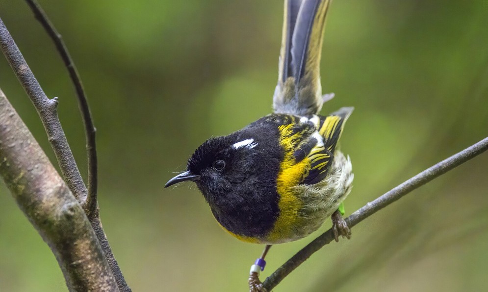 A hihi with a black face and yellow chest perches on a branch with its tail up. Credit Charles J Sharp