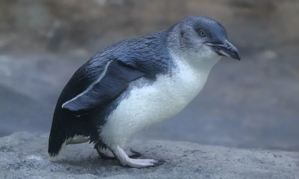 Little blue penguin bent over looking at the camera