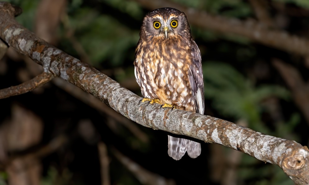 A ruru owl sits on a branch at night, glaring at you. Credit JJ Harrison
