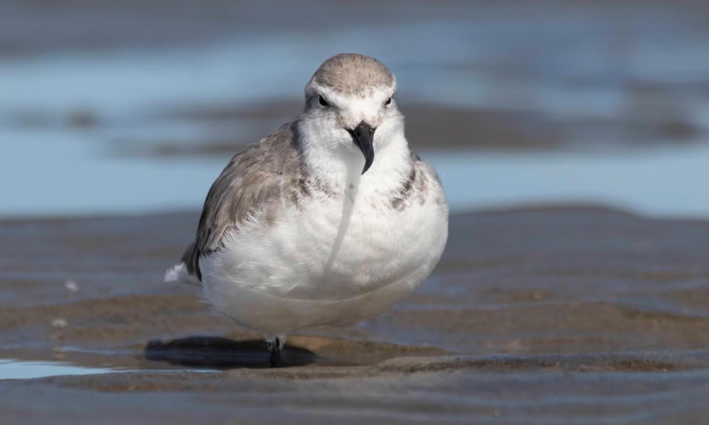 A wrybill bird with a bent beak sits on the sandy bank of a braided river. Credit Amaya M