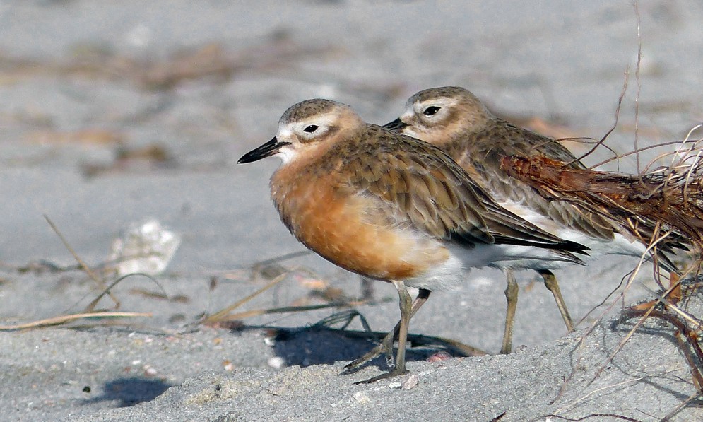 Two brown and red dotterels stake the sand. Credit Bernard Spragg
