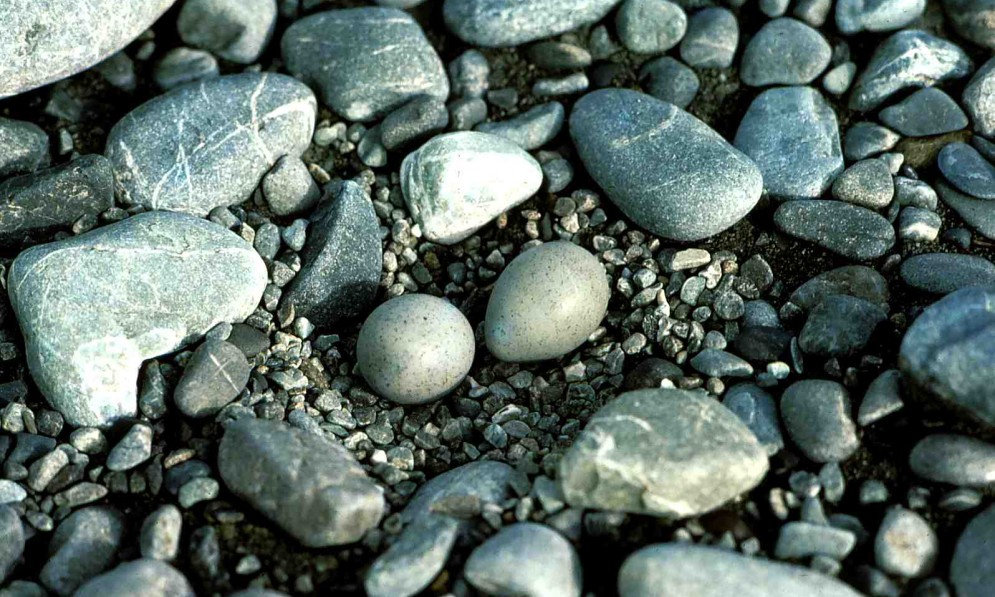 Wrybill eggs camouflaged perfectly with surrounding rocks on the sand - credit John Hill
