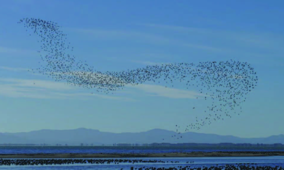 Against a blue sky, a flock of flying wrybills in the distance look like a black scarf has been flung into the sky