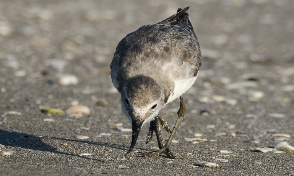 A wrybill with a bent beak forages on the sand. Credit Nick Athenas