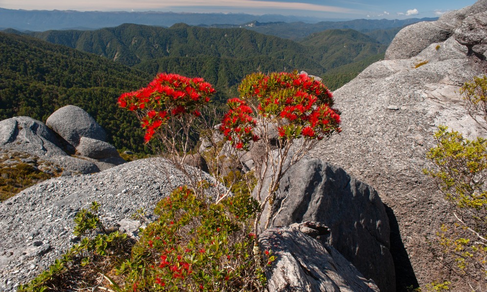 Southern rātā, Denniston Plateau. Image Rod Morris