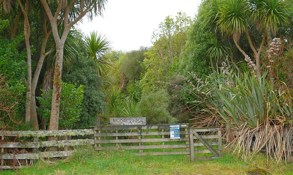 Moore’s Bush. Credit Paul Smale