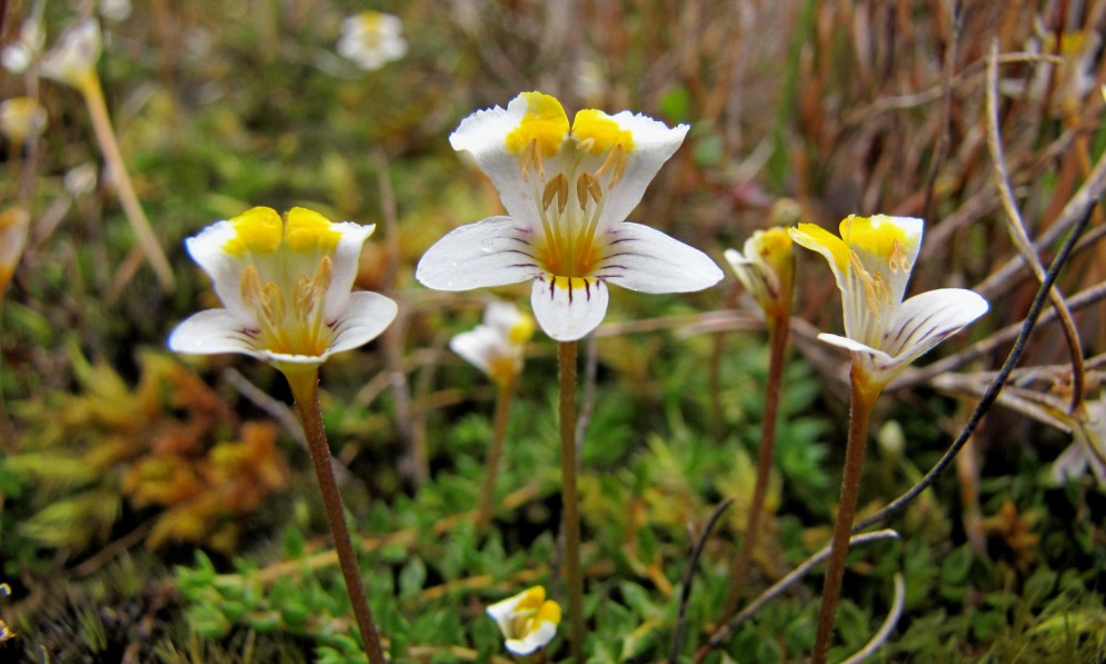 Eyebright Euphrasia wettsteiniana, Denniston. Image Harry Lurling/iNaturalist