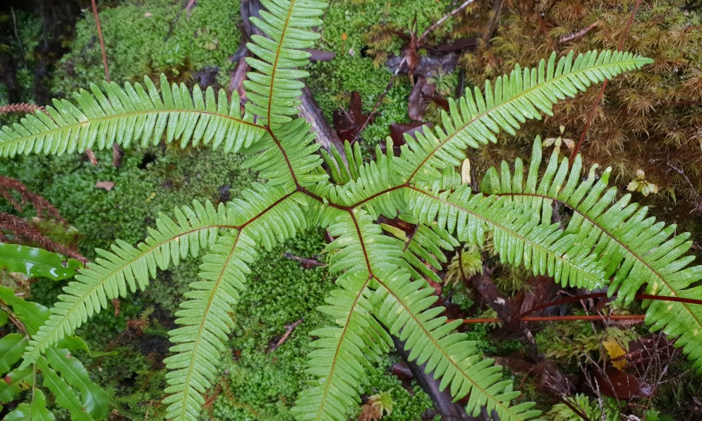 Silky fan fern (Sticherus tener) is found on Denniston’s coal measure. Image Richard Nicol/iNaturalist