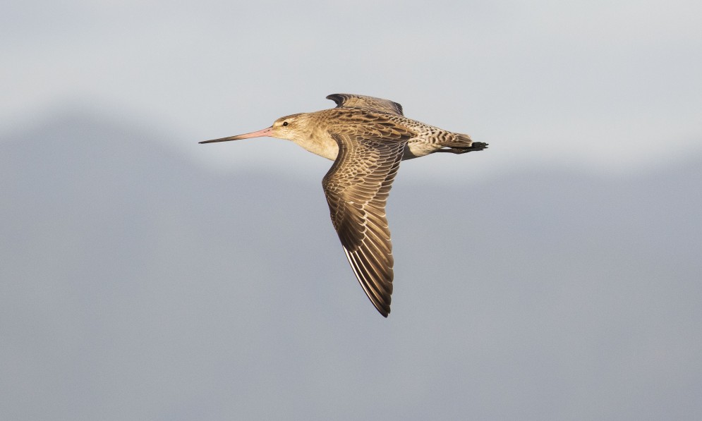 Kuaka bar-tailed godwit. Credit John Oates (Flickr)