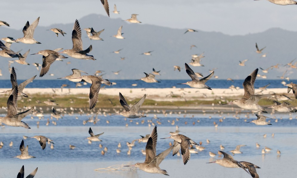 Kuaka bar-tailed godwits at Miranda in 2017. Credit John Oates