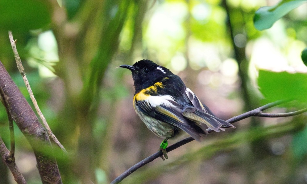 Hihi on branch