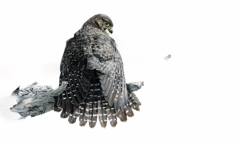 Kārearea NZ Falcon. Credit Hannah Shand (NOT FOR USE)