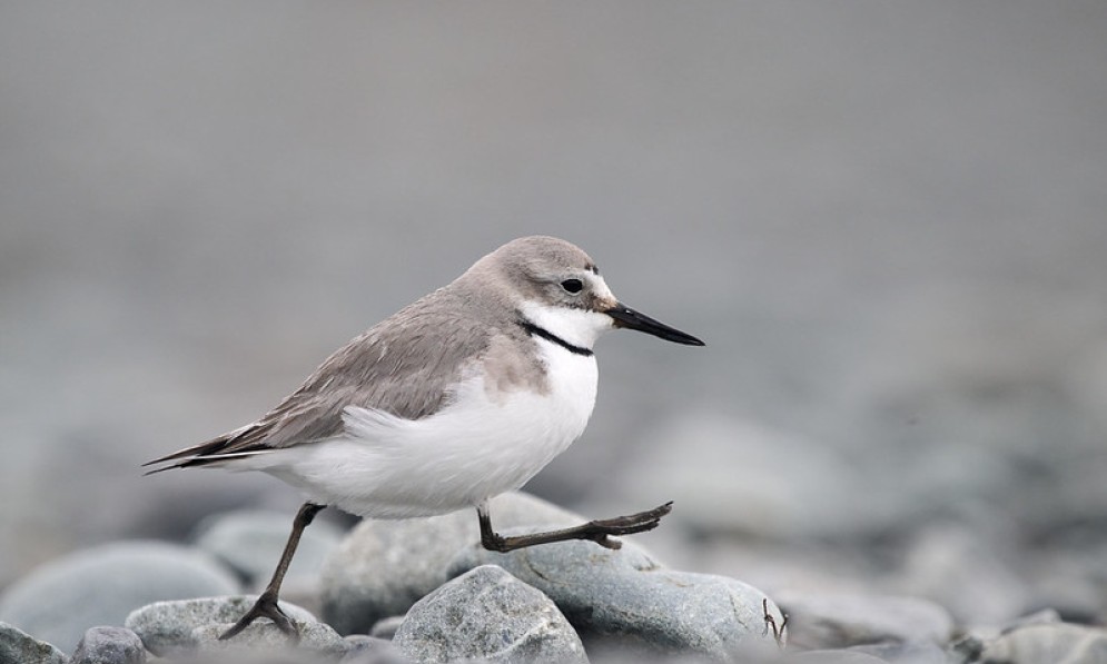 A small brown and white wrybill with a kinked beak runs across stone