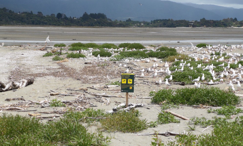Seagulls among sand and grasses by a bay