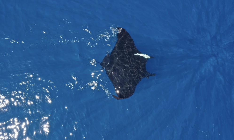 Giant oceanic manta ray. Credit Lydia Green