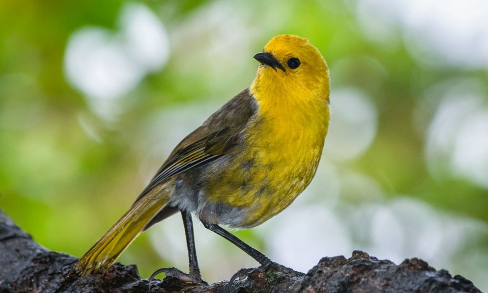 Mohua by Oscar Thomas