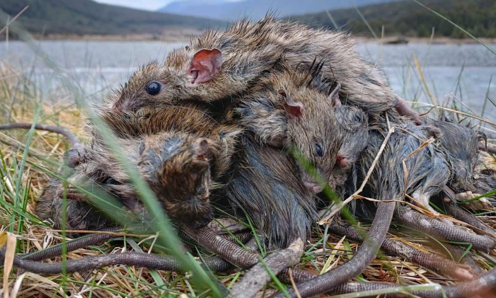 Results of a recent rat plague