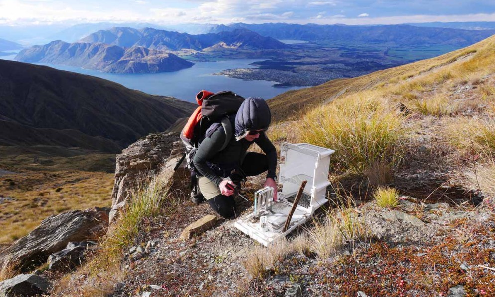 Trapping on Roys Peak