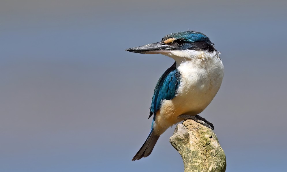 Kōtare sacred kingfisher