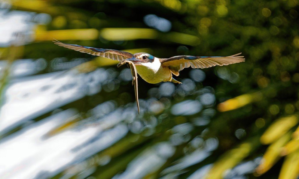 Kingfisher with a skink. Dan Dirks