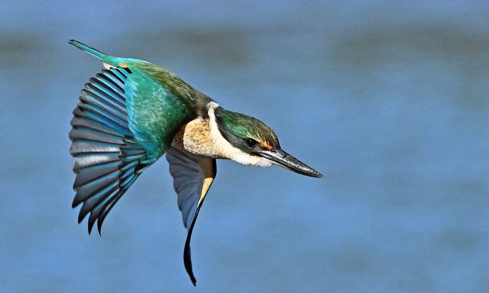 Flying kingfisher, credit Maurice Summerfield.