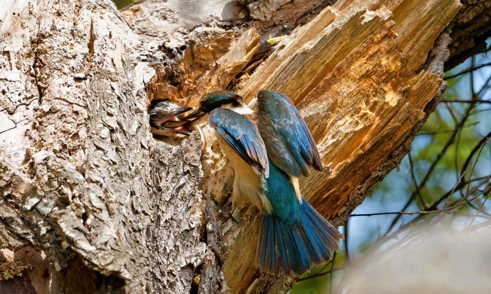 Chick being fed, credit Dan Dirks.