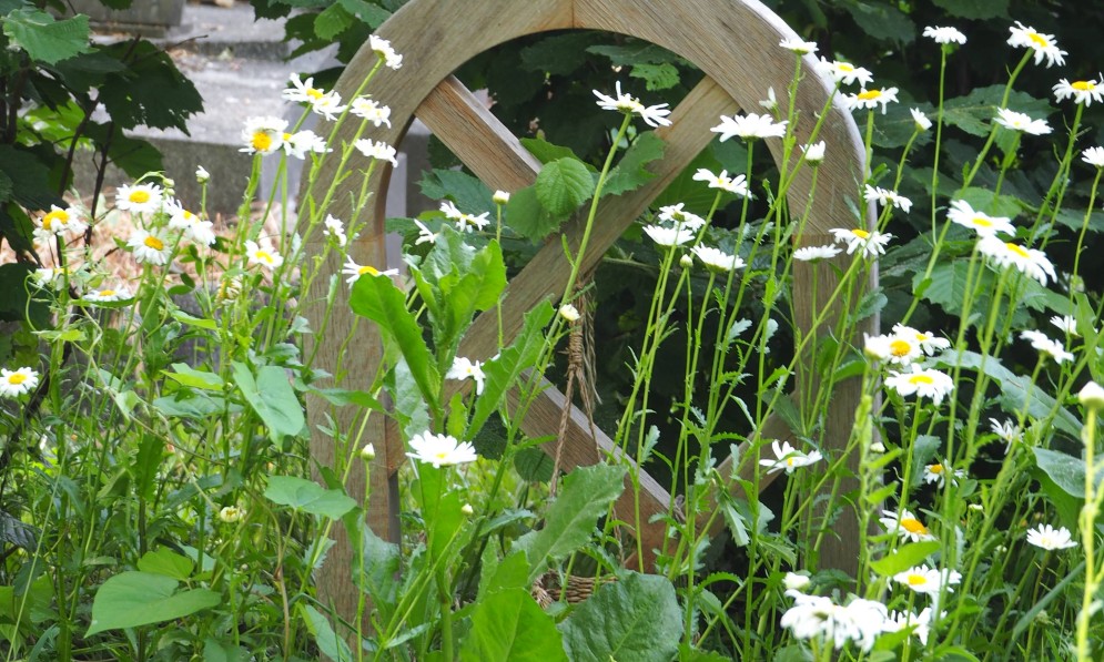 Biodiversity is allowed to thrive in Paris’s ecological cemeteries. Image Chris Fitch